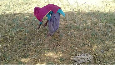 खेत में काम करती हुई उसकी देसी इंडियन ब्वॉयफ्रेंड के साथ रोमांचक मुलाकात